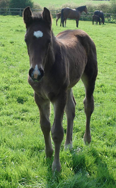 Allrounder Foals For Sale